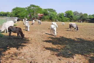 मुसीबत साबित हो रहे आवारा गोवंश