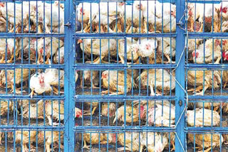 social media affect on poultry industry in  india