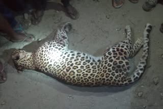 a leopard killed in Bagdogra