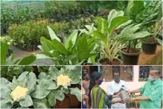 കണ്ണൂർ വാർത്ത  ടെറസിലെ കൃഷിരീതി  Shijith grows vegetables on the terrace  kannur news  kerala news