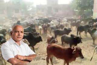 Karnataka's anti-cow slaughter law comes into effect