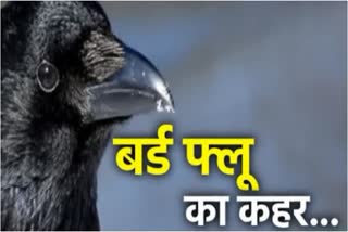 crow died in mayapuri park