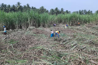 Cane works students