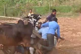 Bullock cart accident in Hassan