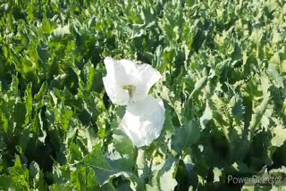 कपासन में अफीम की फसल, opium crop in Kapasan