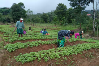 പാലക്കാട്  കൃഷി വകുപ്പ്  കാര്‍ഷിക വികസനം  agricultural development  Palakkad district