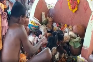 Odisha's famous Sulia Jatra kicks off animal sacrifice rituals