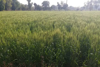 Rabi crop in the district,  Chittorgarh Monsoon News