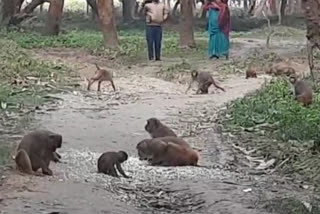People are in trouble due to terror of monkeys in Muzaffarpur