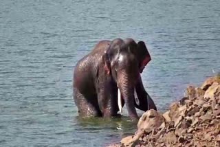 protection-of-elephant-caught-in-fish-trap-in-nugu-reservoir