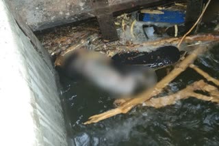 newborn body in canal, baby body in Jalore