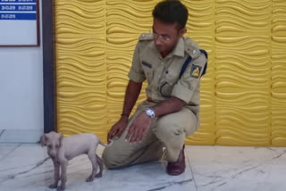 Mudhole dog used for  police department in Bagalkote