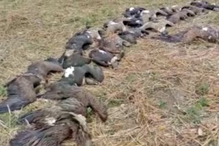 endangered vultures killed