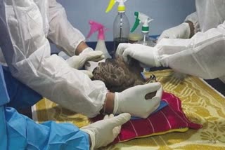 ઉત્તરાયણઃ 10 દિવસ દરમિયાન 1496 પક્ષીઓની સારવાર કરી બચાવાયા, 27 પક્ષીઓના થયા મોત