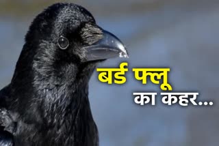 rajasthan bird flu update, bird death in rajasthan