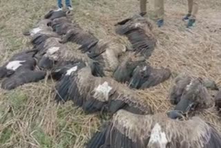 endangered vultures killed after eating poisoned cattle carcasses