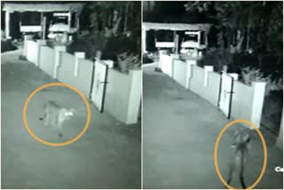 a-leopard-attacks-chicken-in-karwar