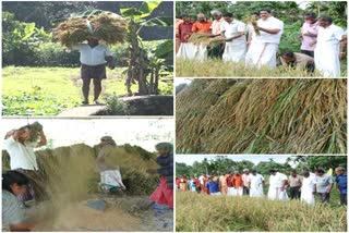 Harvest festival at Ilambra Ernakulam  എറണാകുളം ഇളംബ്രയിൽ നൂറുമേനിയുടെ കൊയ്‌ത്ത് ഉത്സവം  ഇളംബ്ര  അഗ്രികൾചർ പ്രൊഡ്യൂസേഴ്‌സ് സമതി  എറണാകുളം  എറണാകുളം വാർത്തകൾ