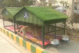 'Stray Dogs Green House' unique initiative