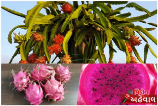 dragon fruit name in gujarath