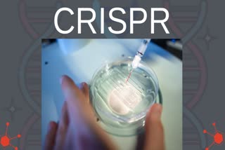 CRISPR ,cas9