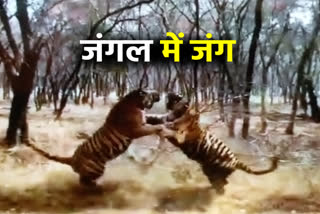 two tigers fighting video viral, two tigers fighting in ranthambore