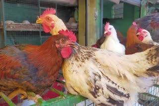 Bird Flu in Chickens