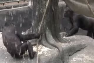 Zoo gorillas showered with popcorn in Illinois