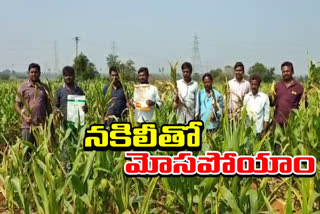 farmers strike on kaveri fake corn seeds