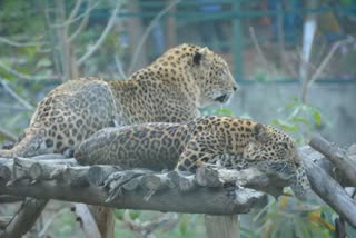 47 leopard captured in tumkur within a year