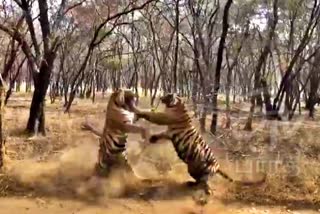 TIGER FIGHT VIDEO, Clash of the titans, tiger viral video, tiger fight viral video, tiger fight viral, புலி சண்டை வைரல் வீடியோ, புலிகள் சண்டை, viral videos today, viral videos now, trending videos, ட்ரெண்டிங் வீடியோஸ்