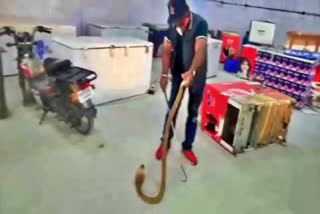 snake-came-into-the-ice-factory-of-hennur-hbr-layout-at-bengalore