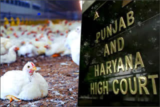 high court stay killing chicken panchkula