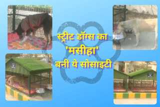 ramprastha green society build 25 houses for street dogs