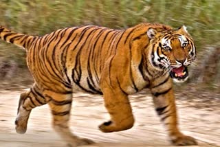khatima terror of tiger