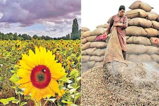 oil seeds production in india