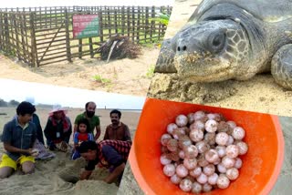 sea turtles nests less in number despite their breeding season news  sea turtle news kasargod news  sea turtle nest news  turtles hatchery news  ആമകൾ എത്തുന്നില്ല കാസർകോട് വാർത്ത  ആമക്കൂട് വാർത്ത  പ്രജനന കാലം ആമ വാർത്ത