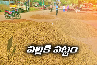 Record level price for peanut in Gadwal agriculture market