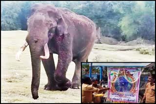 Injured Tusker died