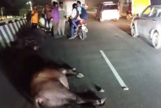 buffaloes suddenly entered the road and killed the bus near porur