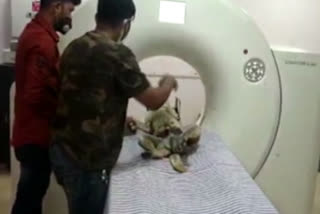 Stray dog undergoes CT scan, brain tumour detected