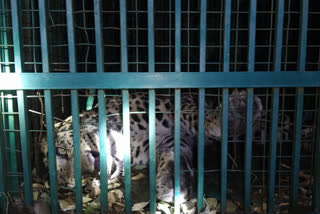Two leopards falling  to cage in a durga hill