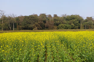 agricultural officer and staff are not posted in santhal pargana in dumka