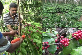 ഇടുക്കി  ഹൈറേഞ്ച് കർഷകർ  തൊഴിലാളി ക്ഷാമം  കാപ്പിക്കുരു വിളവെടുപ്പ്  coffee bean harvesting  Labor shortage  Highrange farmers  modern machinery
