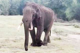 Injured Tusker died on the way to camp