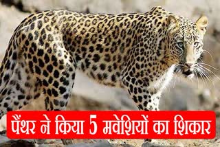 Panther Attack in Mount Abu, Panther Attack