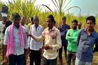 no-road-to-transport-sugarcane-crop-to-factory