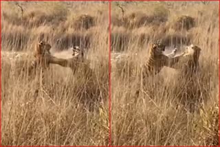 two tigers fighting