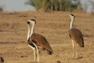 Indian bustard