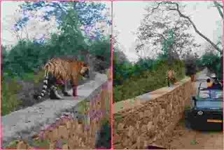 पर्यटकों की जिप्सी के पास बाघ, Tiger near the Gypsy of tourists